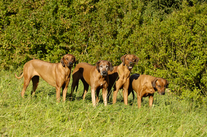 Anza, Boma, Chitumwa und Gani