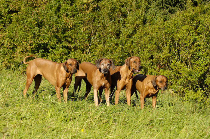 Anza, Boma, Chitumwa und Gani